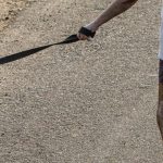 Homem passeando com um cachorro labrador