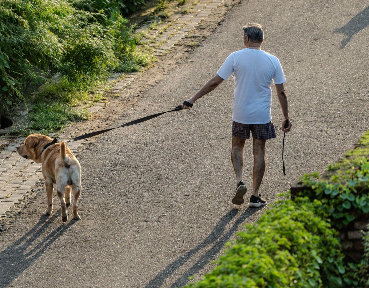 Homem passeando com um cachorro labrador